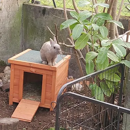 Maison Le Lezard Chez Amalia Et Fred